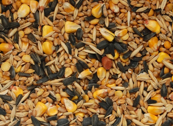 Are Seeds Good For Your Mental Health?