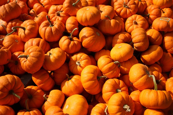 Did You Know Pumpkins Can Stimulate Hair Growth?