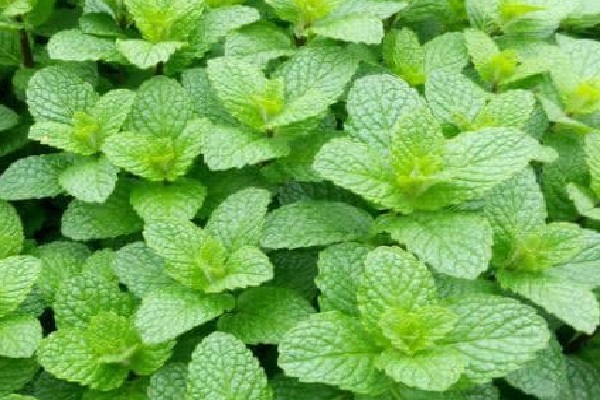 Ten Food and Drinks You Can Make With a Mint