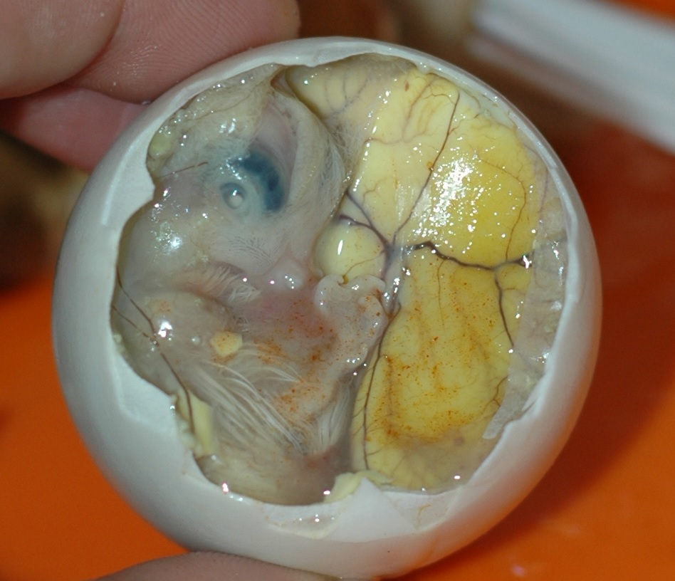 Balut (Unhatched Duck Fetus)