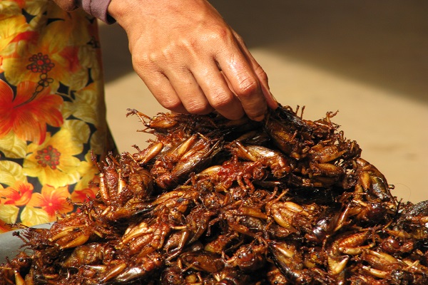 Ten of The Most Common Insect Eating Countries In The World