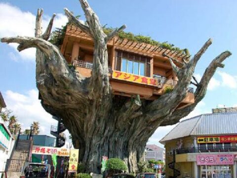 Ten of The Worlds Most Beautiful Tree House Restaurants