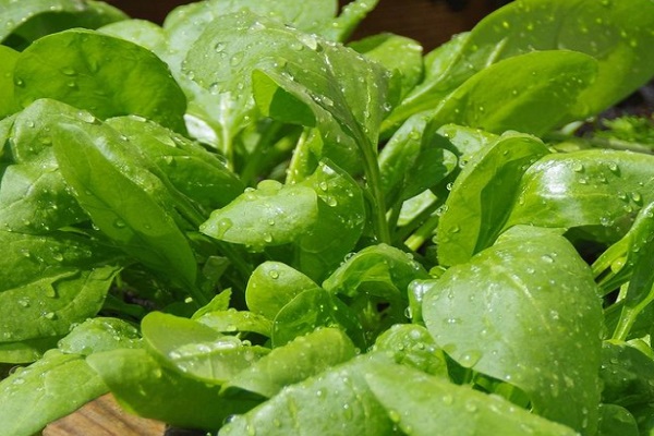Spinach - 9,377 IU Per 100 Grams