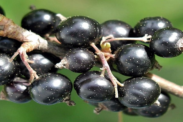 Blackcurrants (122.4 mg - per 100 Grams)