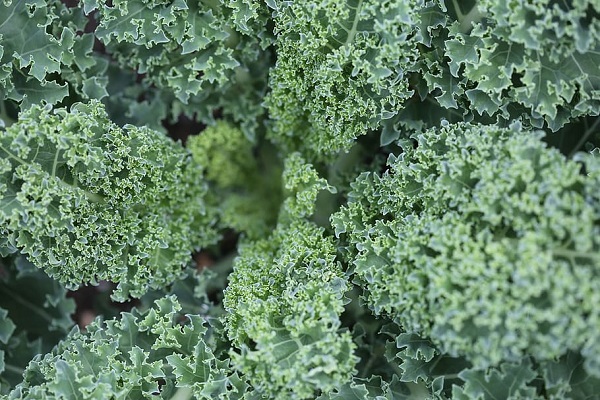Kale (120 mg - per 100 Grams)