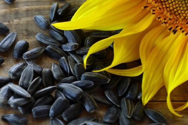 Sunflower Seeds (35.1 mg – per 100 Grams)