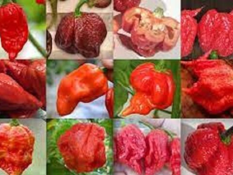 Ten of the Hottest Peppers From Around The World