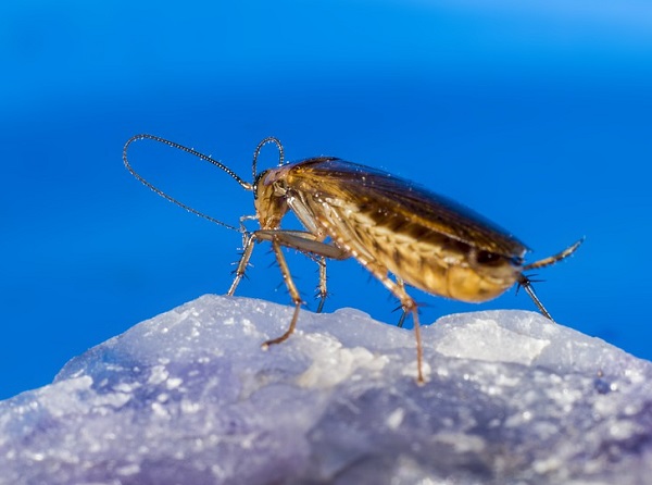 Ten Simple Tips For Keeping Roaches Out Of Your Kitchen