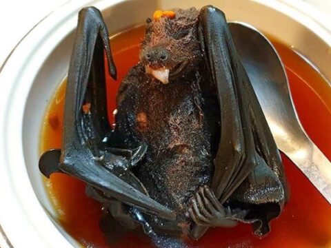 Ten of The Most Bizarre Soups from Around the World
