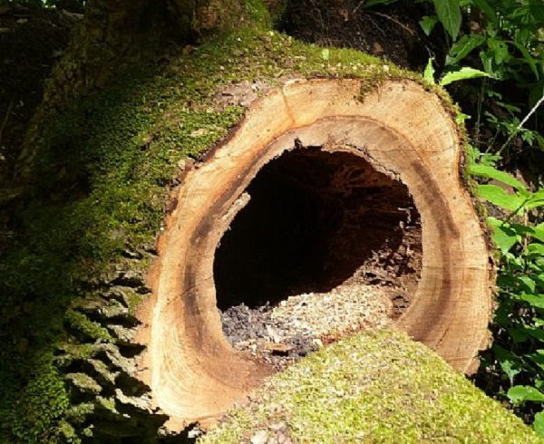 Smoking In A Hollow Tree Trunk
