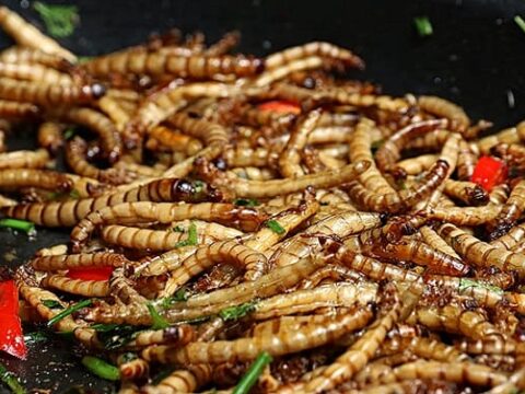 Ten of The Most Delicious Bug Dishes from Around the World