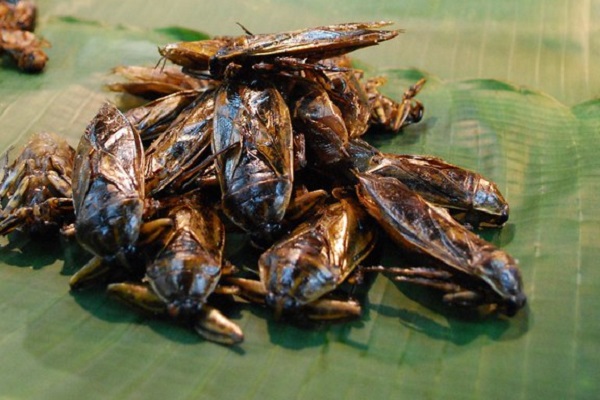 Water Beetles: Thailand