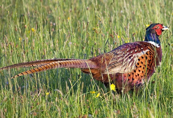 Top 10 Things You Should Know About Wild Game Meat