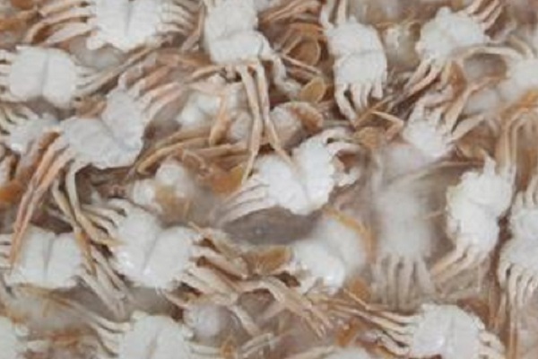 Gejang: Raw baby crab