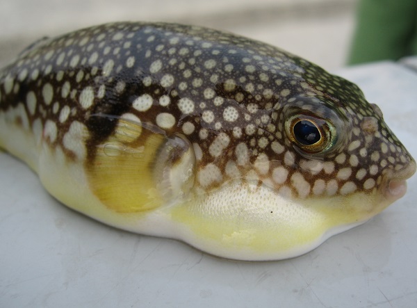 Fugu-Puffer Fish