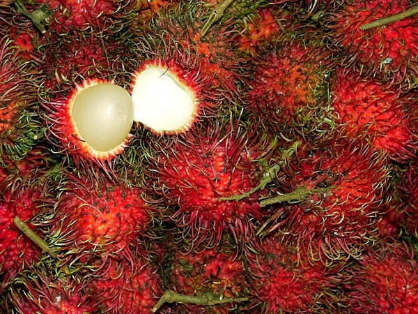 Rambutan (Nephelium lappaceum)