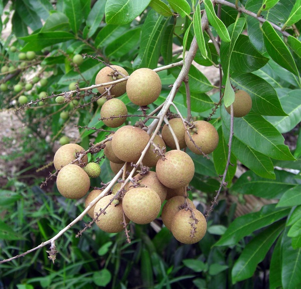 Longan (Dimocarpus longan)