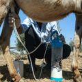 Ten Mostly Unknown Benefits of Donkey Milk