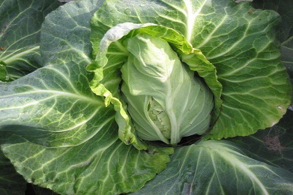 Winter Head Cabbage