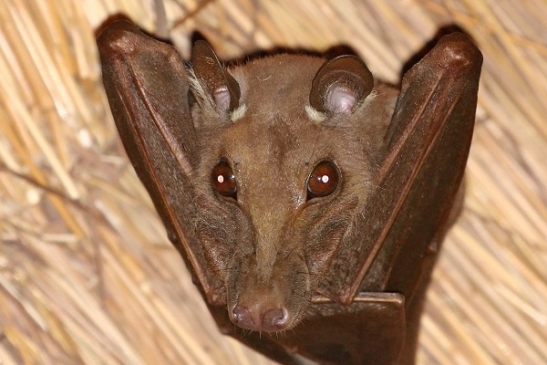 Fruit Bats of Indonesia et al.