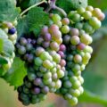 Ten Health Benefits of Grapes You Might Not Know About