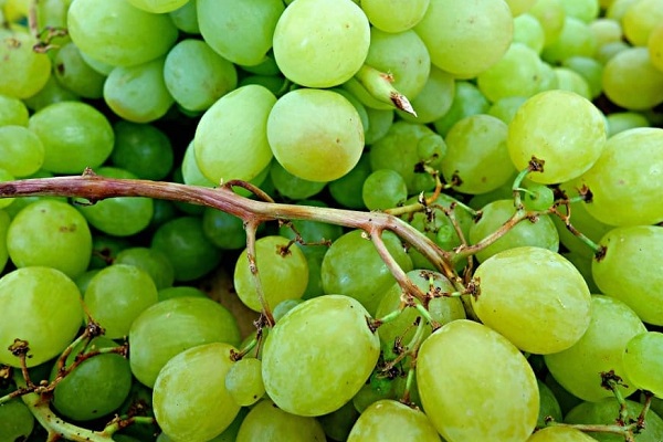 Ten Health Benefits of Grapes You Might Not Know About