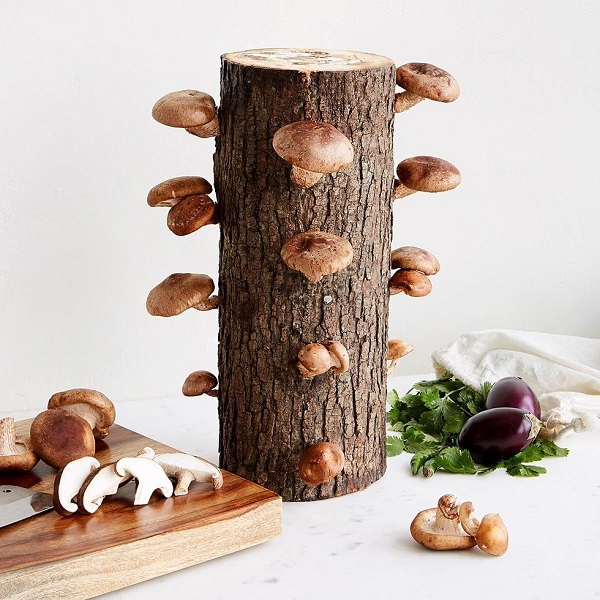 Uncommon Goods Shiitake Mushroom Log Kit